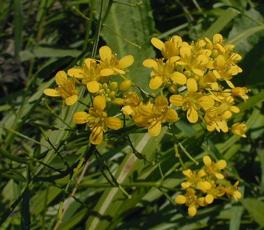 Flower-of-Yellow-fieldcress