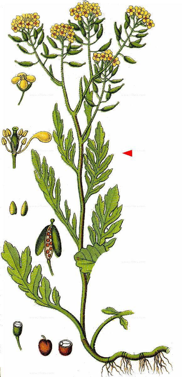 Plant-illustration-of-Yellow-fieldcress