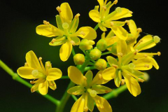 Closer-view-of-flower-of-Yellow-fieldcress