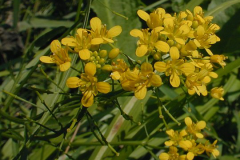 Flower-of-Yellow-fieldcress