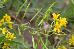 Immature-fruits-of-Yellow-fieldcress
