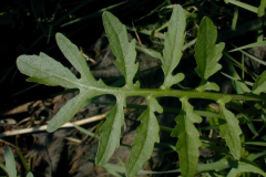 Leaves-of-Yellow-fieldcress