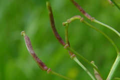 Mature-fruits-of-Yellow-fieldcress