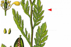 Plant-illustration-of-Yellow-fieldcress