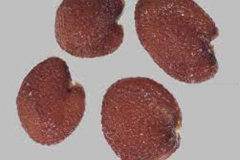 Seeds-of-Yellow-fieldcress