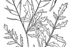 Sketch-of-Yellow-fieldcress