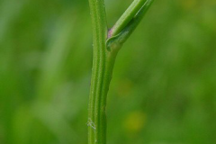Stem-of-Yellow-fieldcress
