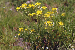Yellow-fieldcress-plant-growing-wild