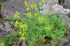 Yellow-fieldcress-plant