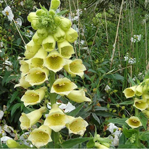 Flowers-of-Yellow-Foxgloves
