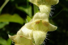 Closer-view-of-flower-of-Yellow-Foxglove