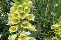 Flowers-of-Yellow-Foxgloves