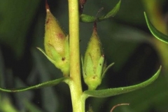 Immature-fruits-of-Yellow-Foxglove