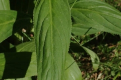 Leaves-of-Yellow-Foxglove