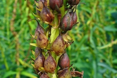 Mature-Fruits-of-Yellow-Foxglove