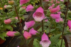 Other-Varieties-of-Yellow-Foxglove