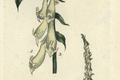 Plant-Illustration-of-Yellow-Foxglove