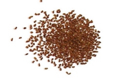 Seeds-of-Yellow-Foxglove