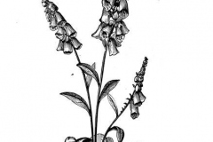 Sketch-of-Yellow-Foxglove