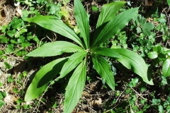 Small-Yellow-Foxglove-plant