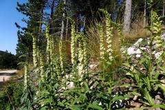 Yellow-Foxglove-Plant-growing-wild