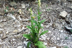 Yellow-Foxglove-Plant
