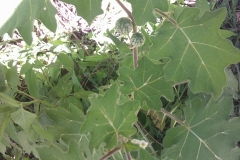 Leaves
