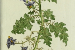 Plant-illustration