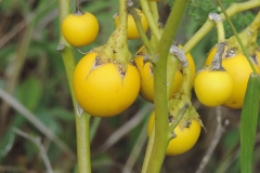 Ripe-berries