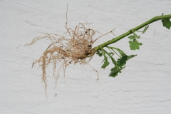 Roots
