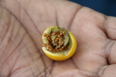 Seeds