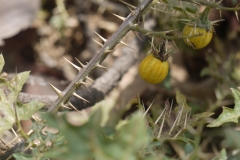 Stem-and-prickles
