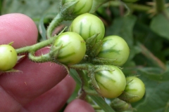 Unripe-berries