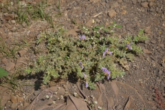 Whole-plant