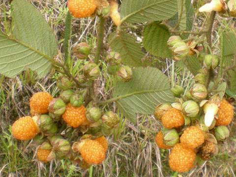Fruit-of-Yellow-himalayan-raspberry