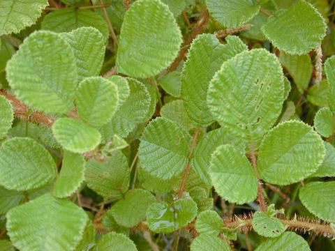 Leaves-of-Yellow-himalayan-raspberry