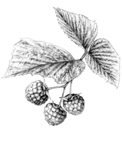 Sketch-of-Yellow-Himalayan-Raspberry