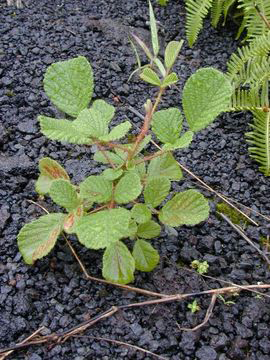 Small-Yellow-himalayan-raspberry--plant