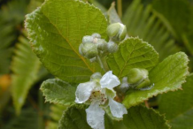 Flower-of-Yellow-himalayan-raspberry