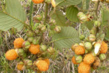 Fruit-of-Yellow-himalayan-raspberry
