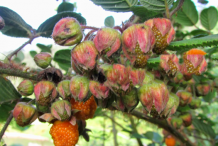 Immature-Yellow-himalayan-raspberry