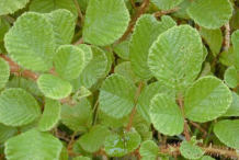 Leaves-of-Yellow-himalayan-raspberry