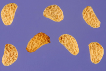 Seeds-of-Yellow-himalayan-raspberry
