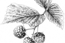 Sketch-of-Yellow-Himalayan-Raspberry