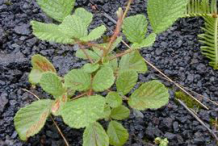 Small-Yellow-himalayan-raspberry--plant