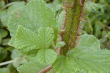 Yellow-himalayan-raspberry Stem-with-thorns