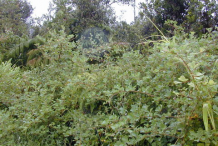 Yellow-himalayan-raspberry-growing-wild