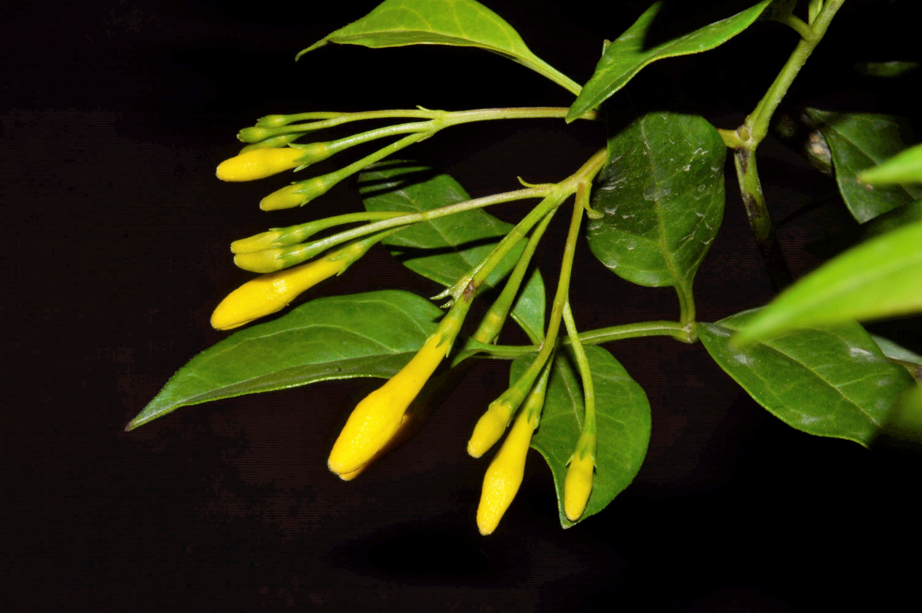Flowering-buds-of-Yellow-jasmine