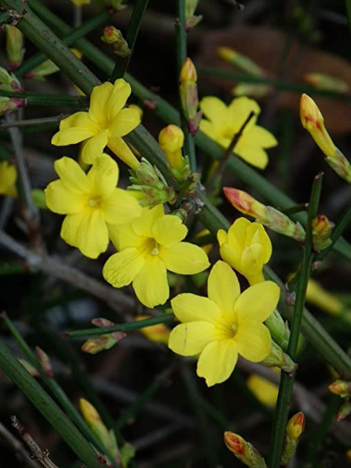 Flowers-of-Yellow-jasmine