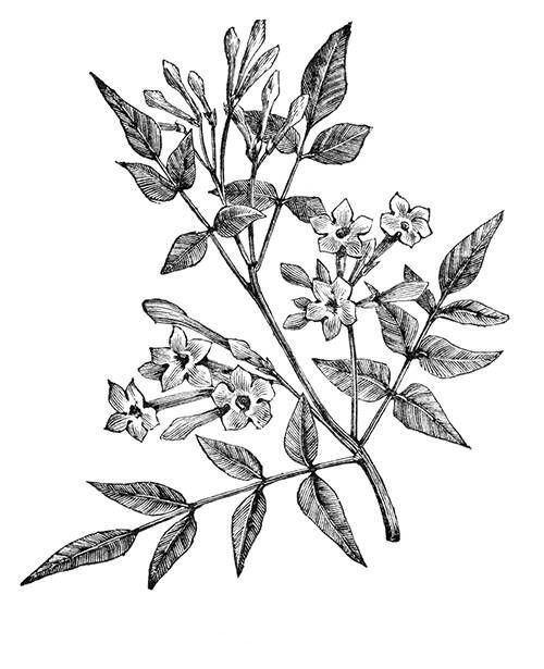 Sketch-of-Yellow-jasmine